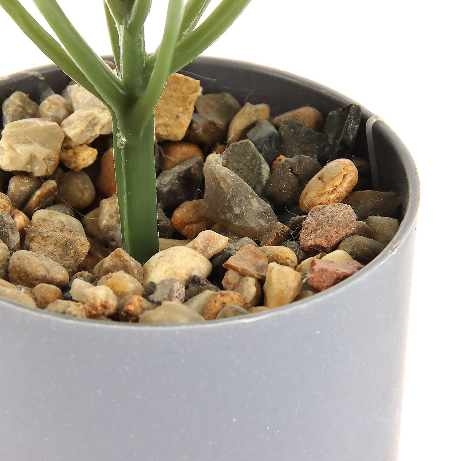 Бонсай в горшке "Алоказия галант" 7,5х15 см   10084569