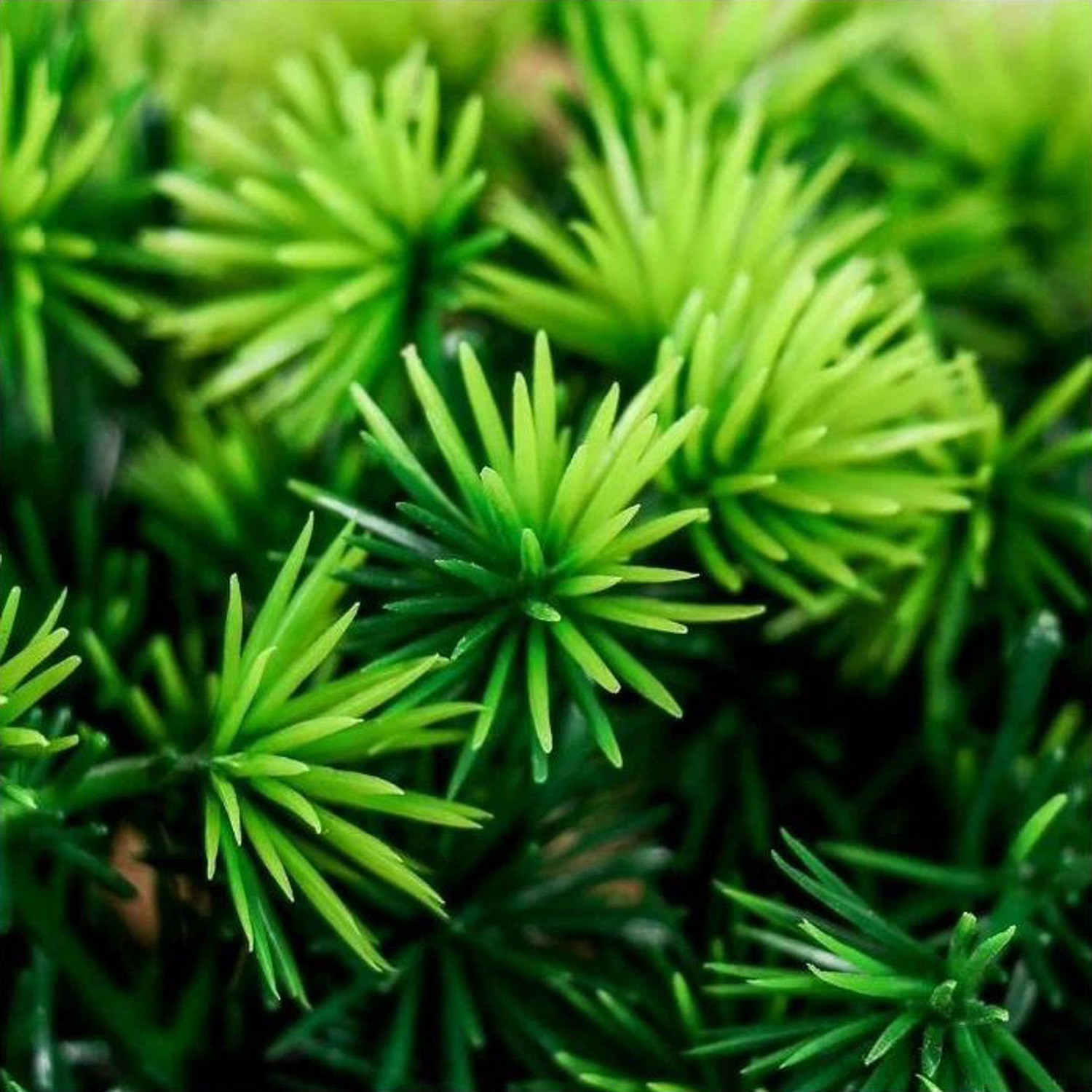 Бонсай в горшке "Пушистые колючки" 9*13 см, микс 4457610