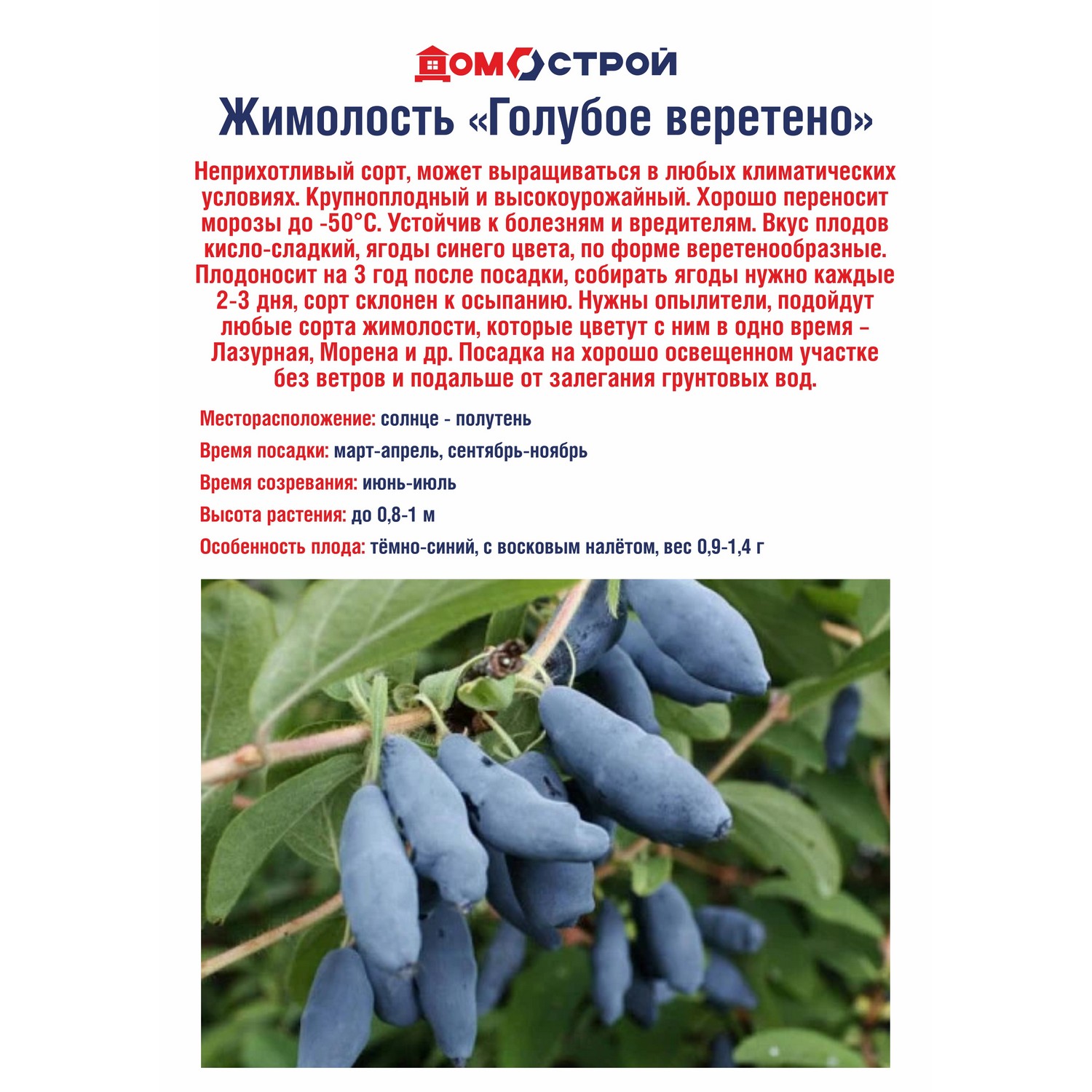 Жимолость Голубое веретено