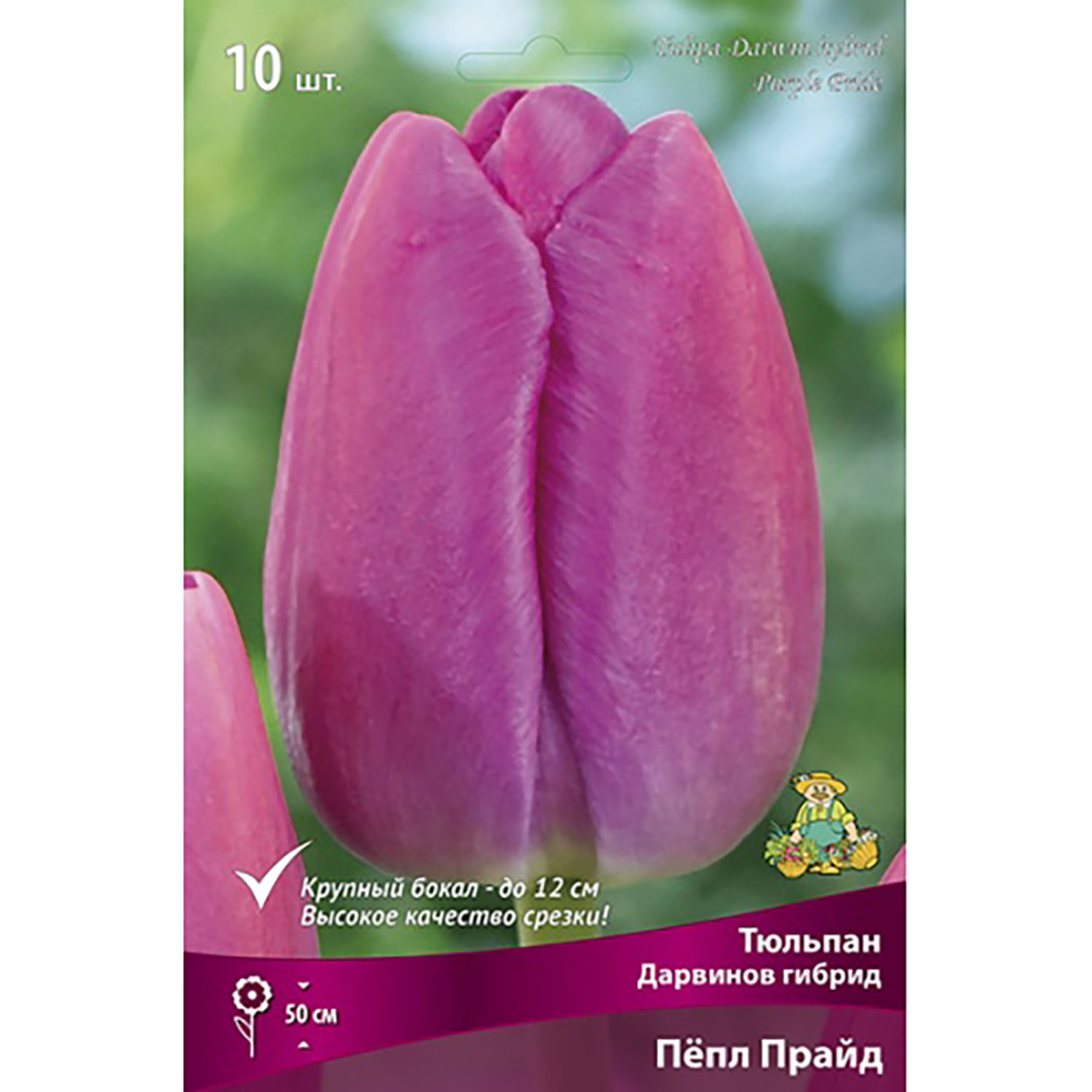 Тюльпан Дарвинов гибрид Пепл Прайд 11-12/10шт