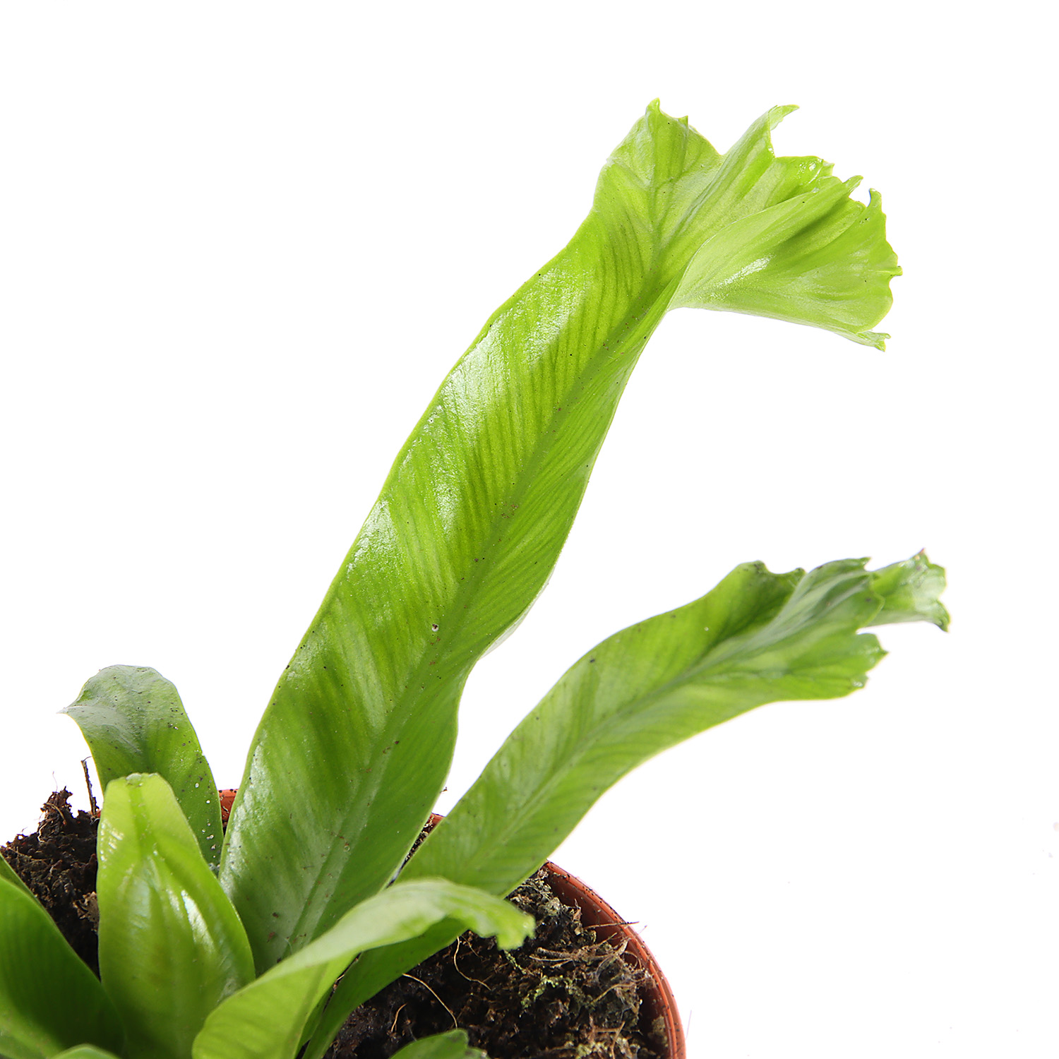 Папоротник микс D9 Н15*1/20