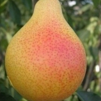 Груша Фаворитка Саженец 2 года Высота саженца  90-120см