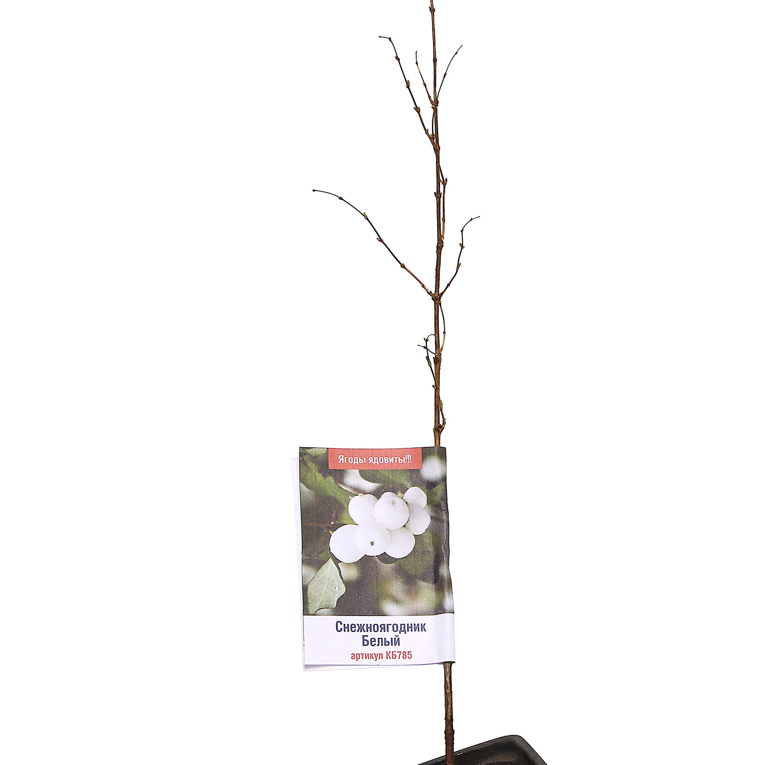 Снежноягодник