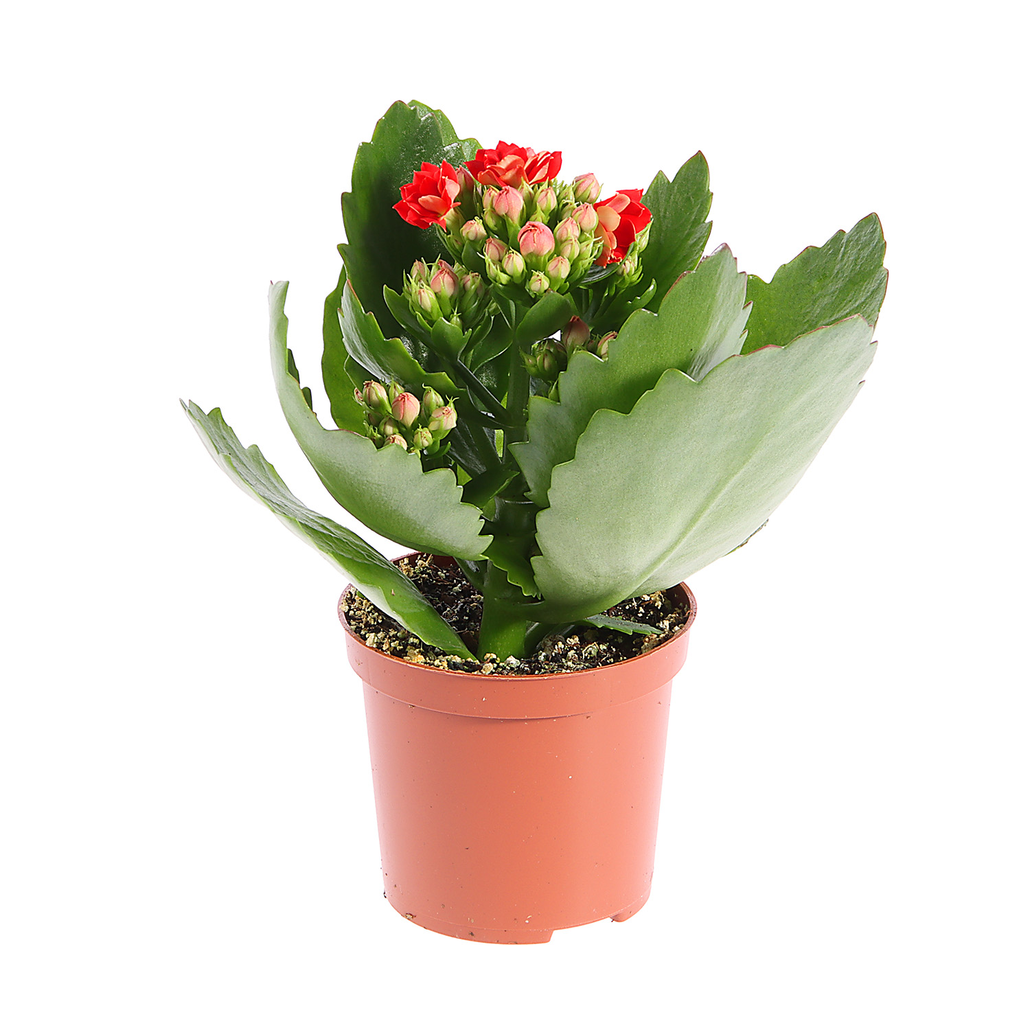 Каланхое микс D7 H15 *1/16