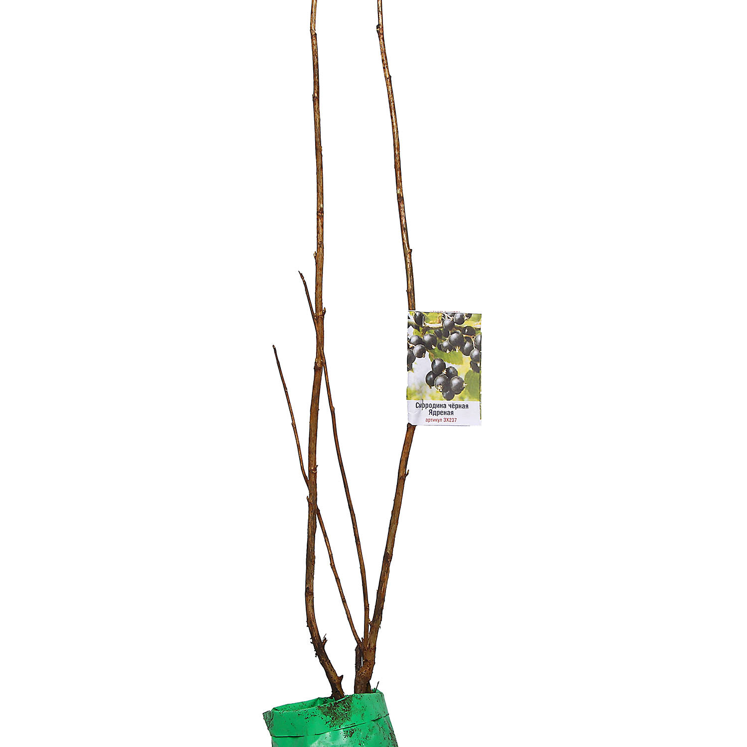 Смородина черная Ядреная  Высота саженца   40-70см  на кусте 2-3 ветки