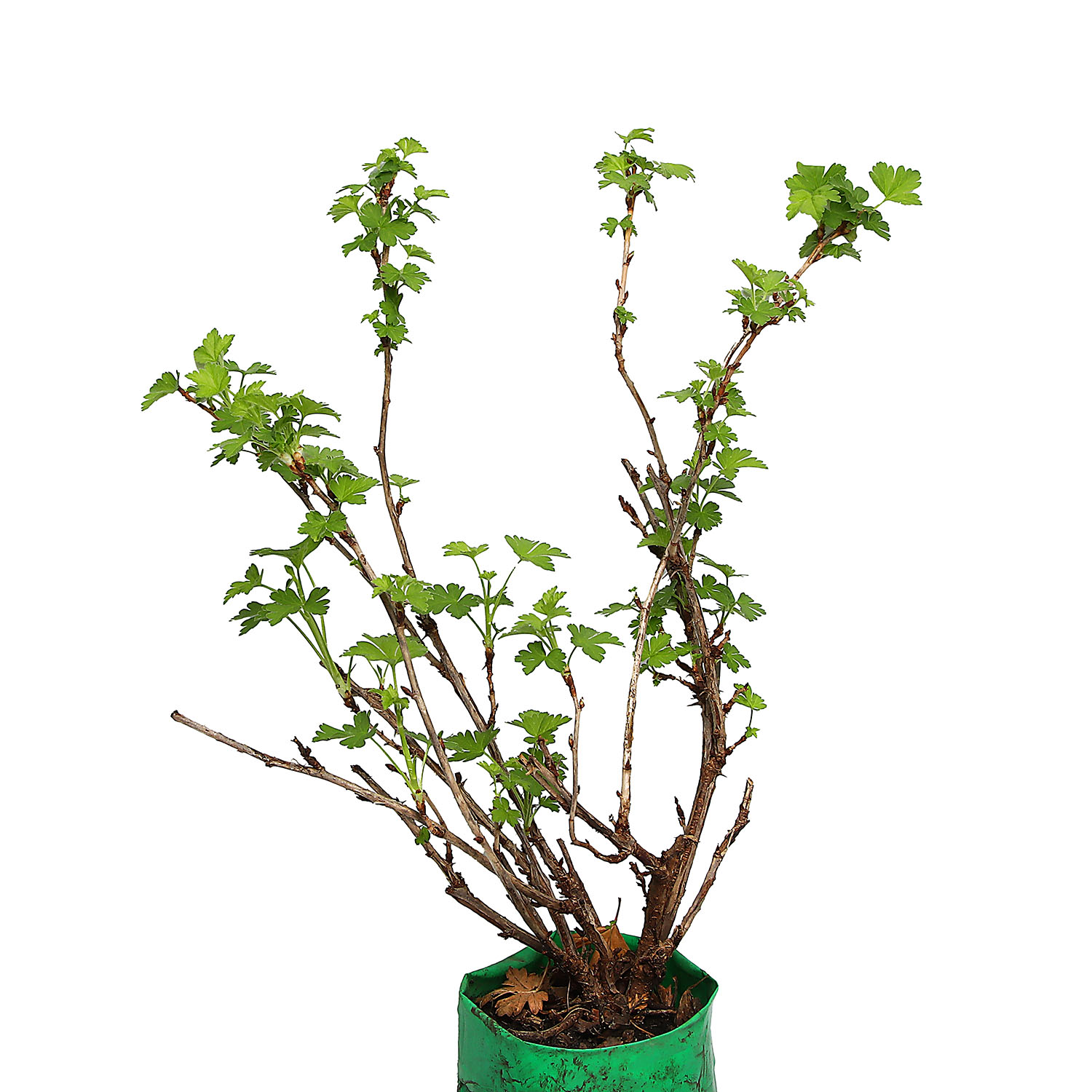 Крыжовник слабошиповатый Зеленый дождь