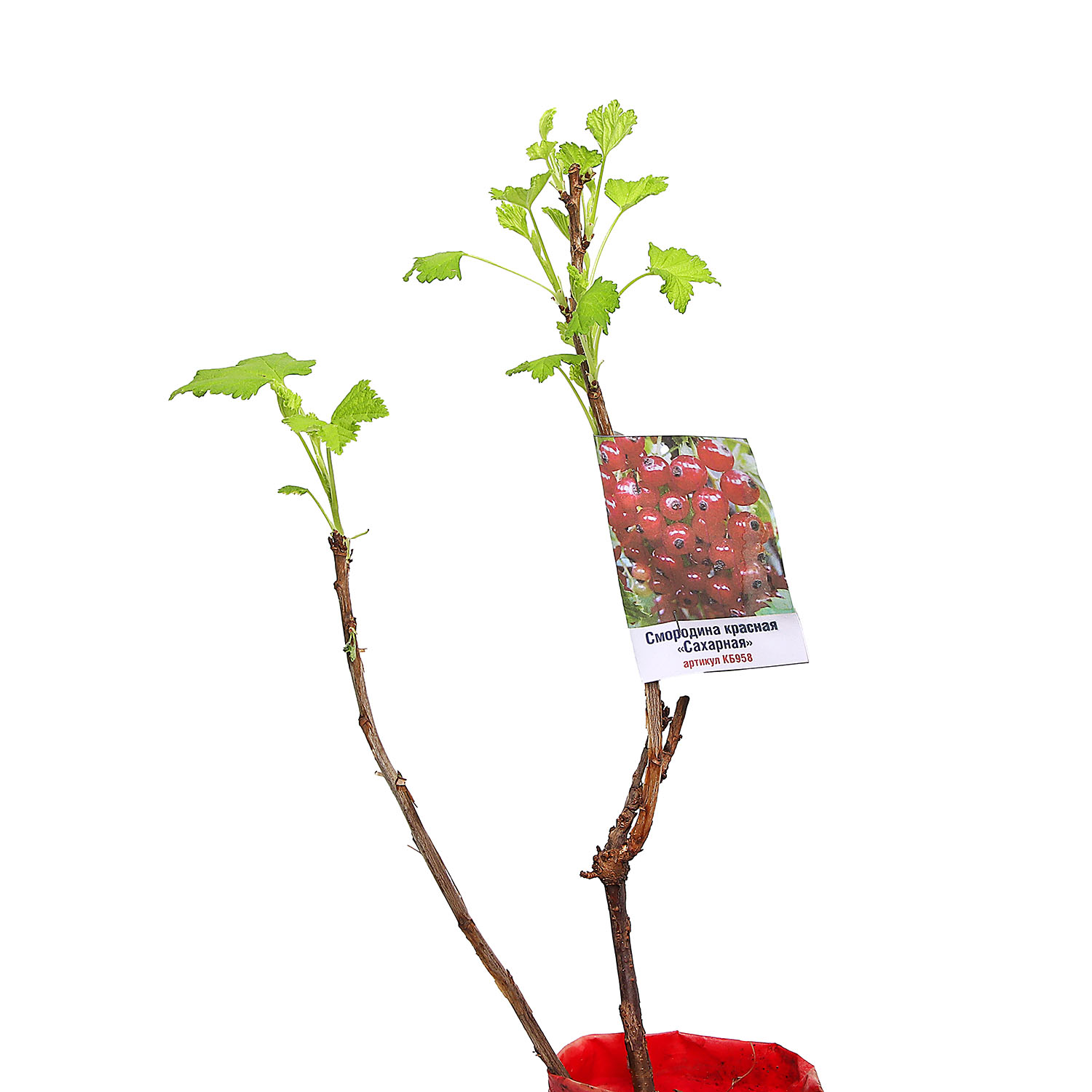 Смородина красная Сахарная