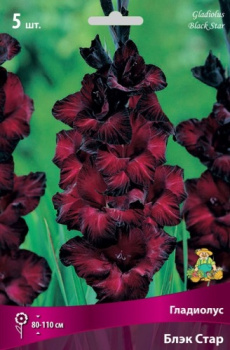 Гладиолус Блэк Стар 12-14К 5шт